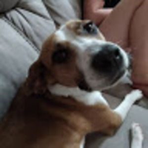 Meet your Posher, Abby